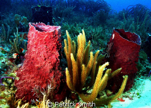Sponges and sea wips off Boyonton Beach Florida. by Patrick Smith 